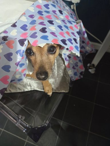 A small dog peeking out from under a heart-patterned wrapping paper.